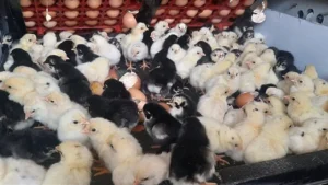 أسعار الكتاكيت والبط صغير العمر في بورصة الدواجن اليوم الخميس وتحديثات السوق الصحية